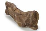 Dinosaur (Triceratops) Metatarsal w/ Metal Stand - Wyoming #356933-5